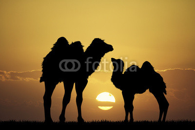 camels at sunset