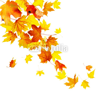 Autumn falling leaves isolated on white background
