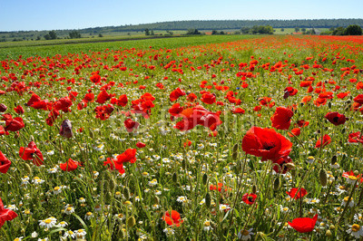 Wiese mit Mohnblumen und Kamille