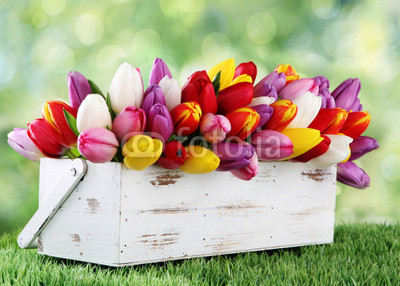 tulips