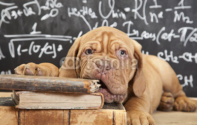 Puppy chewing a book