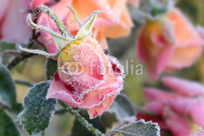 Blumen 305