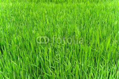 Green grass
