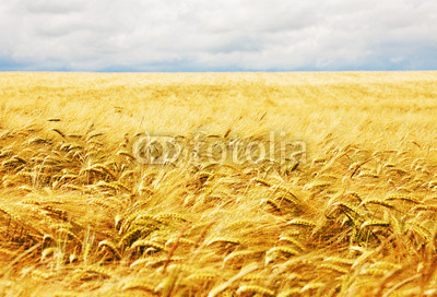 Kornfeld