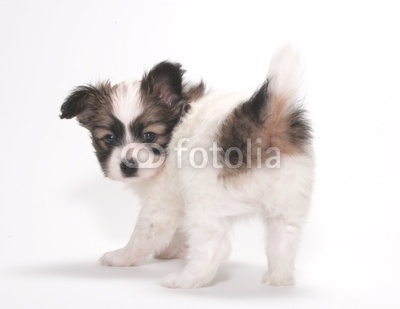 PAPILLON PUPPY