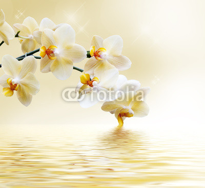 Beautiful white orchid