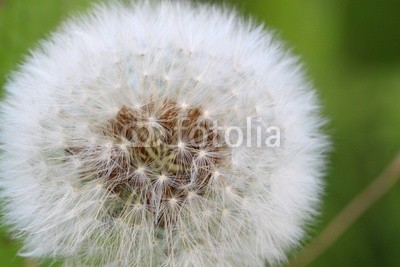 pusteblume v2 I