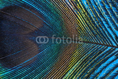 peacock feather close up