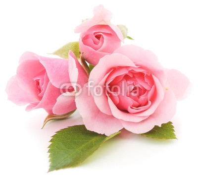 Pink Roses