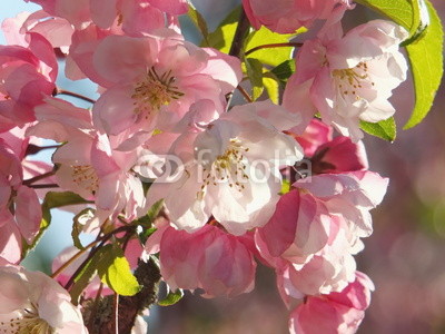 apple flowers and buds blooming at spring