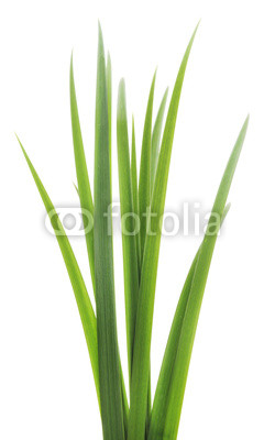 green grass leaves