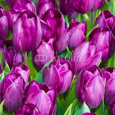 purple tulips