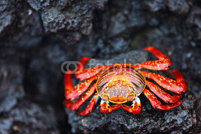 Sally lightfoot crab