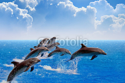 Jumping dolphins