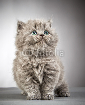 british long hair kitten