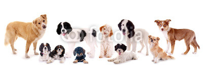 Dogs