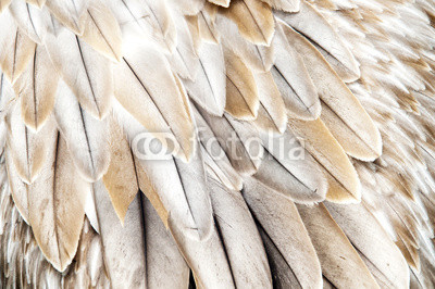 Bird feathers