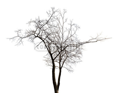 isolated winter twin bare tree