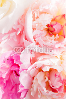peony on the white