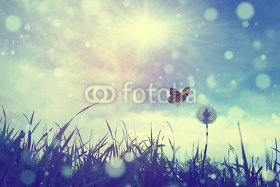 Butterfly and dandelion