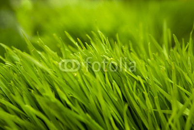 Grass