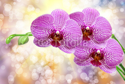 orchid flower
