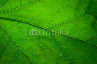 Green leaf