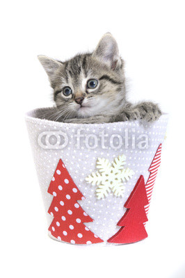 Kitten in a Christmas tub