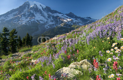 Wildflowers of the Cascades