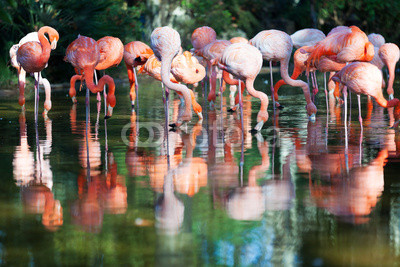 flamingos standing in water of pond