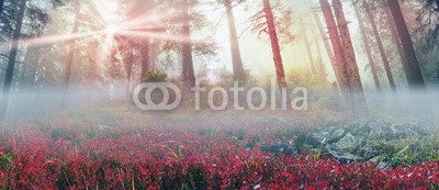 Radiance misty forest