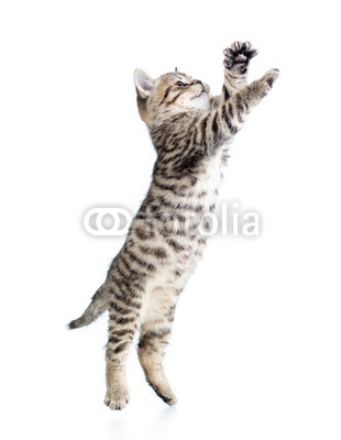 jumping scottish kitten