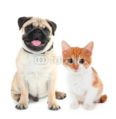 Funny pug dog and little red kitten isolated on white