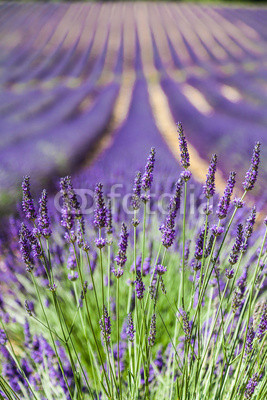 Lavander field