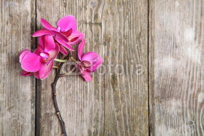 Pink orchid(Phalaenopsis )
