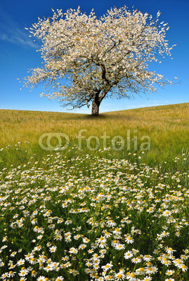 field of marguerites with blooming trees