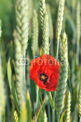 coquelicot dans champs de blé