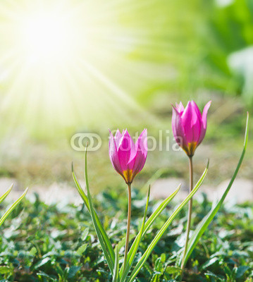 Spring background with tulips, lit by the sun.