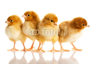 Photo of small cute chickens
