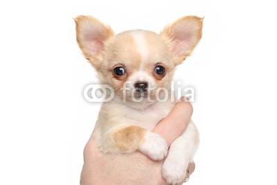 Chihuahua puppy