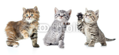 Set of various kittens with paw up isolated
