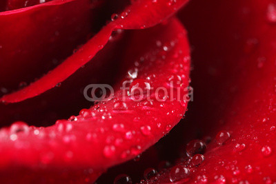 Beautiful red rose close-up