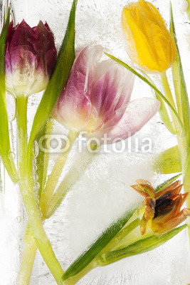 Tulpen - tiefgekühlt