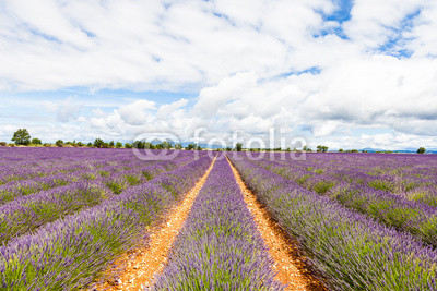 Lavander field