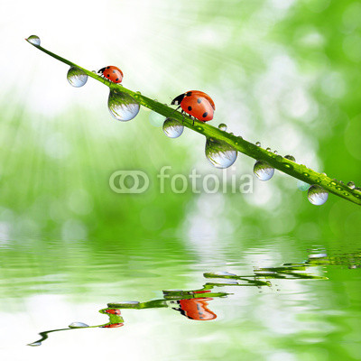 Fresh green grass with dew drops and ladybugs closeup