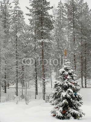 forêt
