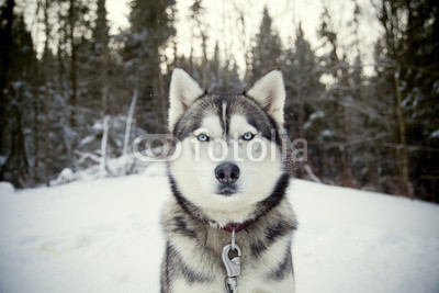 Husky 14