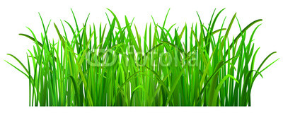 Green grass