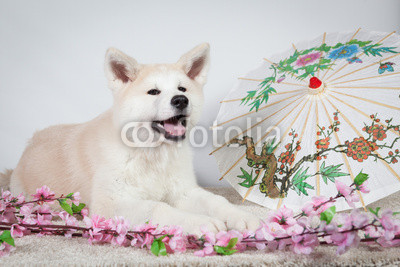 Akita deco japonais