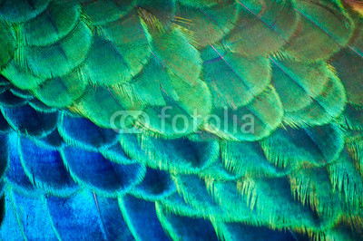 The beauty of the colors and designs of peacock feathers.